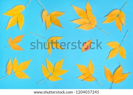 autumn background, pattern of yellow leaves on a blue background
