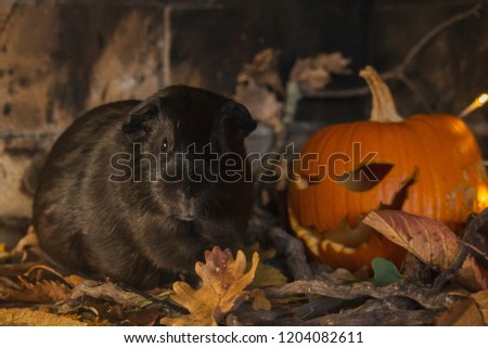 Guinea Pig at Halloween