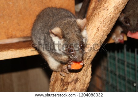 Close up on possum eating