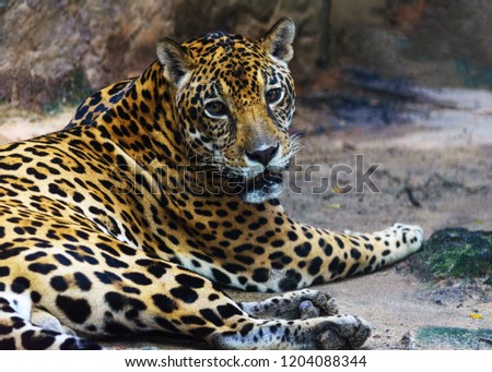 Jaguar close-up portrait in the zoo, Bangkok, Thailand.