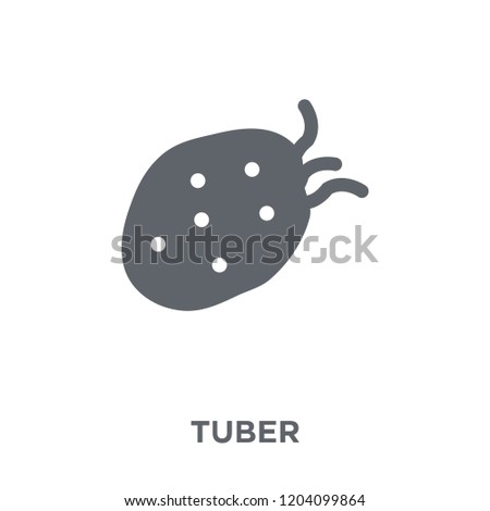 Tuber icon. Tuber design concept from Fruit and vegetables collection. Simple element vector illustration on white background.