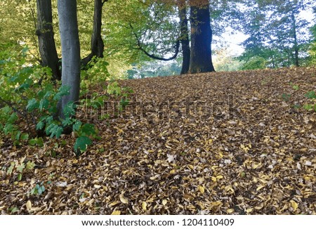 leaves and  trees in a park landscape in october 