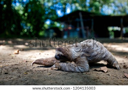 sloth crawling in costa rica