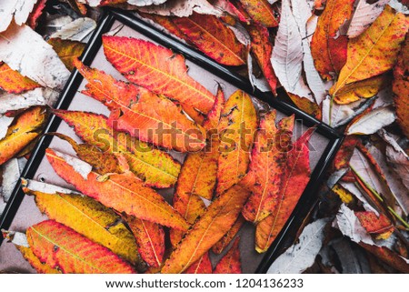 autumn leaves on picture frame with autumn leaves , fall in background