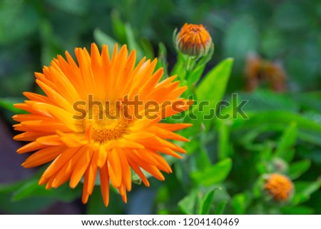 Orange yellow flower Calendula,Marigold at sunny day on green background.