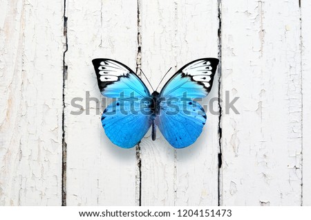 Beautiful butterfly isolated on a white wooden background