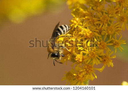 Wild bee - colletes on flower