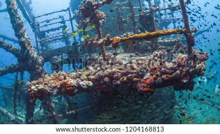 Ship wreck is new house for underwater animal as fish. Royalty-Free Stock Photo #1204168813