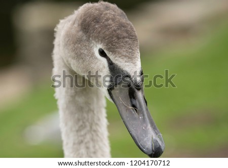 A charming young grey swan gazes into the lens, showcasing its elongated grey beak in a detailed close-up portrait photo.