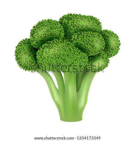 Fresh broccoli icon. Realistic illustration of fresh broccoli vector icon for web design Royalty-Free Stock Photo #1204173349