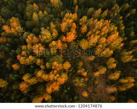Autumn forest aerial drone view. Lithuania.