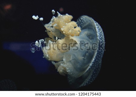 Jellyfish blue ocean swim underwater
