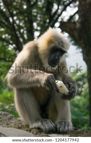 Monkey stole ice cream in India