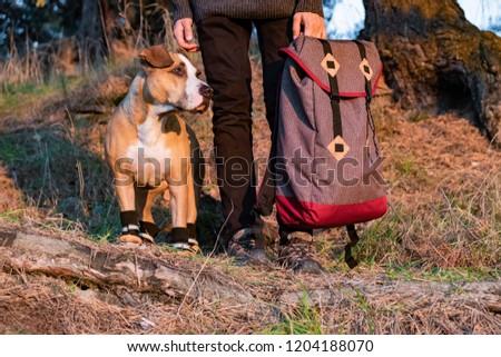 Hiker and dog in hiking shoes stand side by side in the forest. Dog in hiking boots and male person holding backpack pictured in evening sun