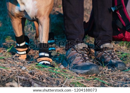 Hiker and dog in hiking shoes stand side by side in the forest. Legs and paws of dog in hiking boots and male person holding backpack pictured in evening sun