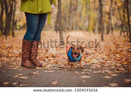 Portrait cute dog dachshund breed, black and tan, dressed in a raincoat, cool autumn weather for a walk in the park. Autumn concept.