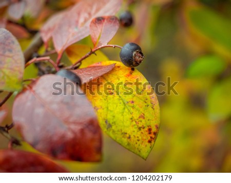 Autumn color outdoor image of red, yellow and green leaves with black berries and the sun shining on the tree. Shallow depth of field.
