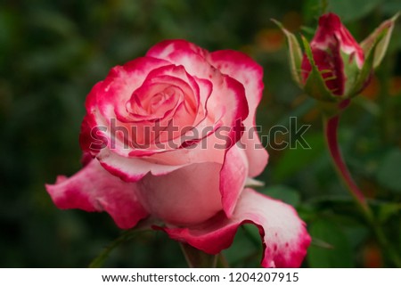 beautiful, white, pink rose in the garden