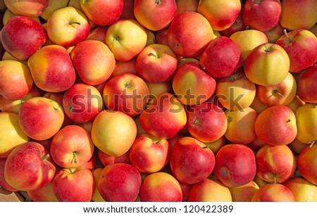 Large group of ripe red apples background
