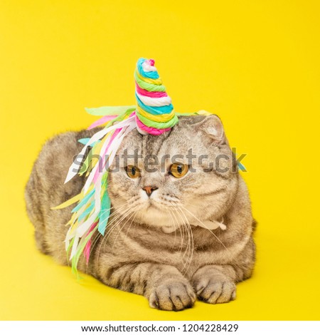 Cute cat unicorn with a colored horn on a yellow background. The concept of fairy tales, fashion, funny and sweet cats, love and holiday