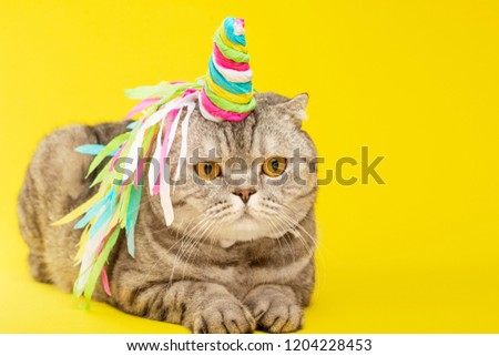 Cute cat unicorn with a colored horn on a yellow background. The concept of fairy tales, fashion, funny and sweet cats, love and holiday. With empty space