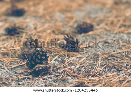 Pine cones and needles on the road from stones, toned. Autumn, forest concept. Close-up, copy space
