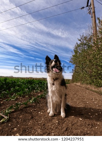 Border collie in a field