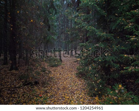 Grunge forest background in autumn