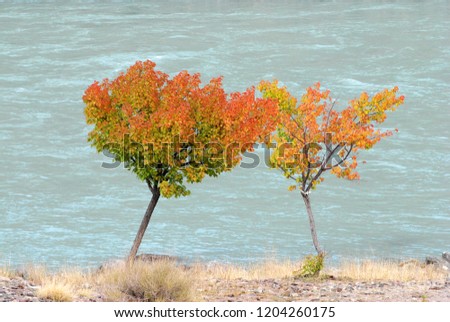 Nature scene - Red leaves tree of fall foliage in autumn season with blue river background at Leh Ladakh , Jammu and Kashmir , India