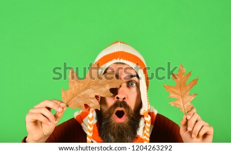 October and November time idea. Hipster with beard and shocked face closes eyes with leaf. Man in warm hat holds oak tree leaves on green background, copy space. Autumn and cold weather concept