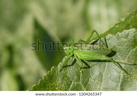 The insect was masked in the green color of the leaves of the plant