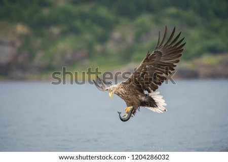 The White-tailed Eagle, Haliaeetus albicilla just has caught a fish from water, colorful environment of wildness. Also known as the Ern, Erne, Gray Eagle. Norway. Nice summer background.
