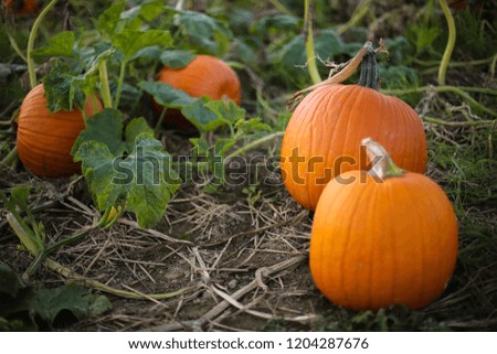 Ripe Orange Pumpkin Plants Ready to be Picked for Harvest in a Pumpkin Patch Field, Fall Halloween or Thanksgiving Concept