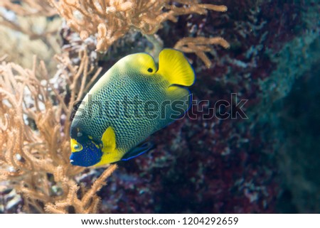 Two spined angelfish, dusky angelfish, or coral beauty a marine angelfish in an aquarium with corals and plants