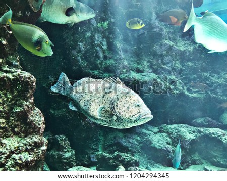 Epinephelus lanceolatus or Giant grouper or Brindle bass.