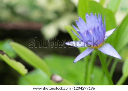 Natural blossom violet lotus flora on water with green lotus leave background. Water lily tropical flower plant. 