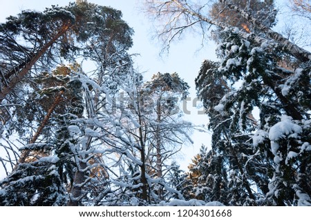 Tops of snow-covered trees at sunset. Winter forest.