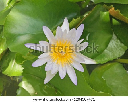Light Violet Lotus flower, water lily (Nymphaea caerulea)