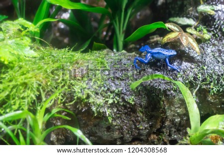Poison dart frog or Poison Arrow Frogs is the common name of a group of frogs in the family Dendrobatidae which are native to tropical Central and South America