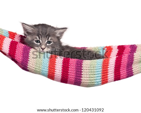 Cute little kitten in a hammock isolated on white background