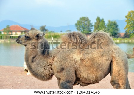 a camel seen in profile