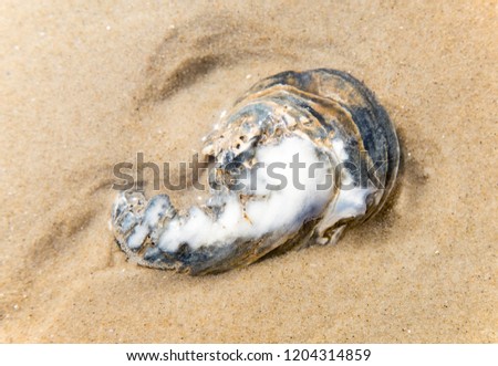Close up of a seashell in the sand on the beach
