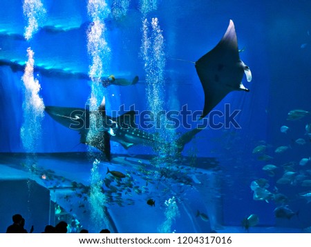 Watching Whale shark and Reef manta ray swimming in the aquarium.