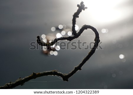 Very special atmophere - twig shaped as an open heart on grey background                               
