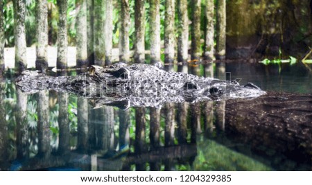 crocodile head in the pond