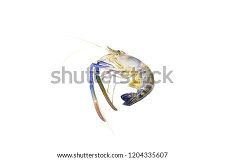 Fresh river prawns (Macrobrachium rosenbergii) isolated on white background