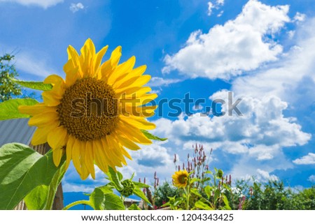Beautiful panoramic view of Sunflower in blue sky on spring.