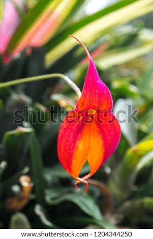 Tropical flower plant in garden
