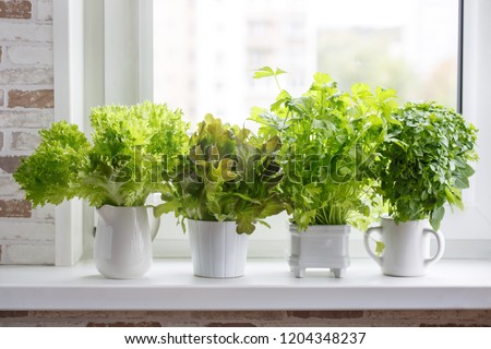 Fresh aromatic culinary herbs in white pots on windowsill. Lettuce, leaf celery and small leaved basil. Kitchen garden of herbs. Royalty-Free Stock Photo #1204348237
