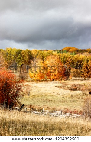 Autumn forest in bright colors